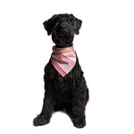 Kit Bandana y Collar Nube / Tok